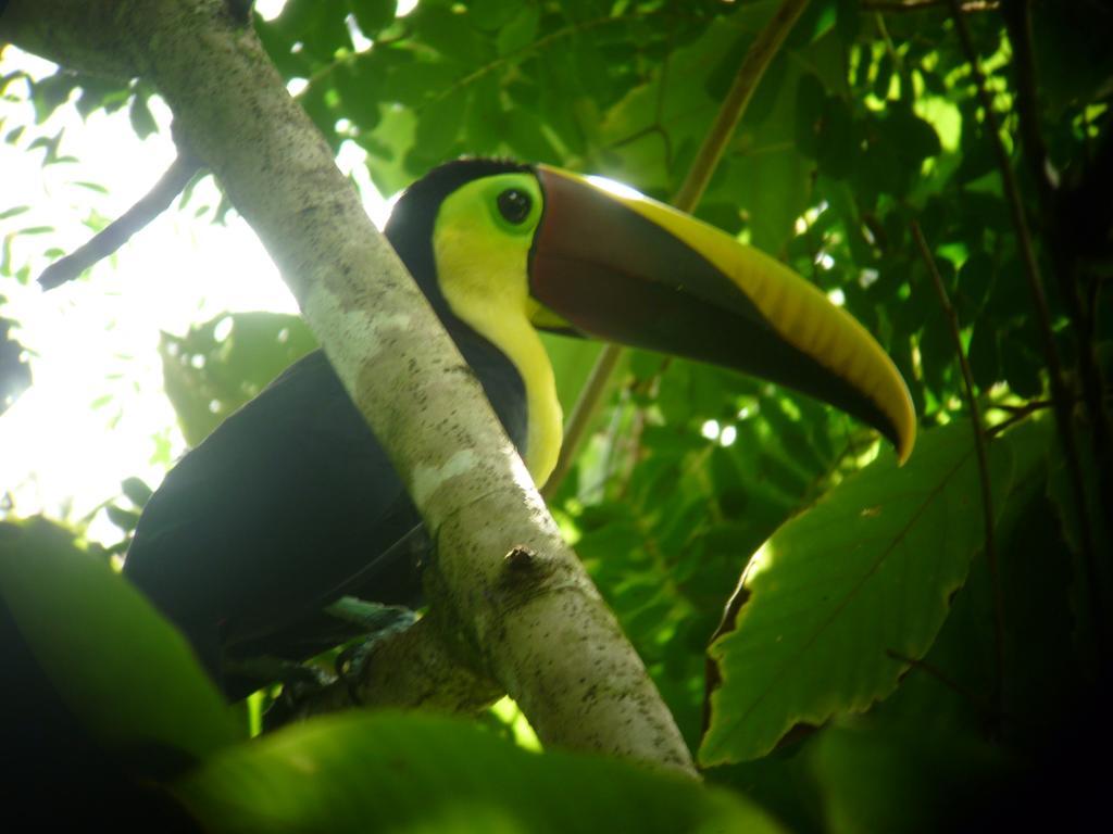 Jaco Lodge Quiet Place (Adults Only) المظهر الخارجي الصورة